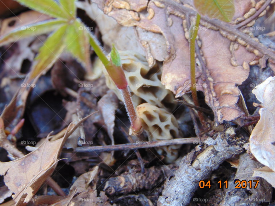 morel closeup mushroom