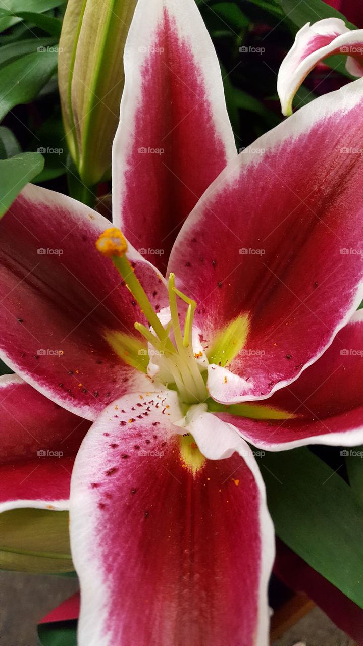 dark pink lily 1