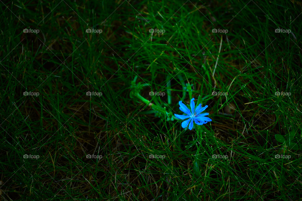 Blue flower 