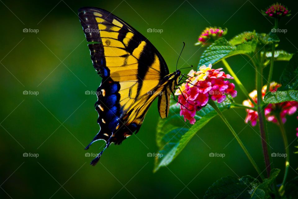 Natures Color Clash: Butterfly 