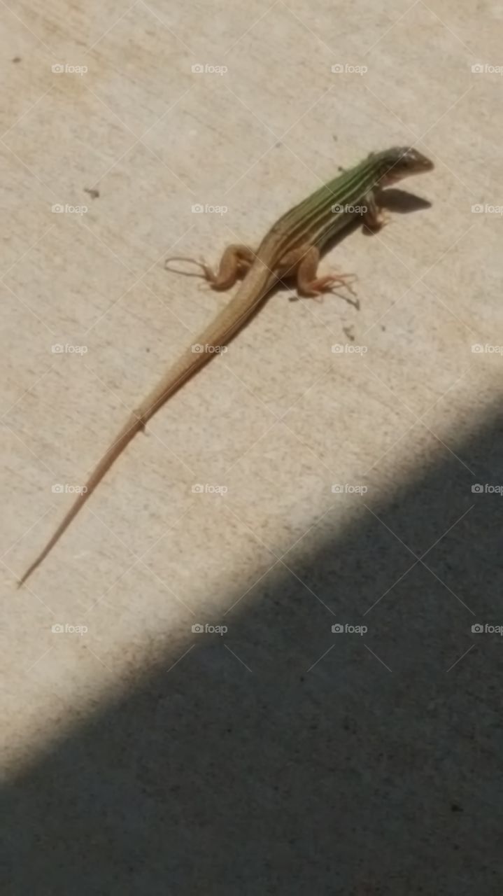 lizard