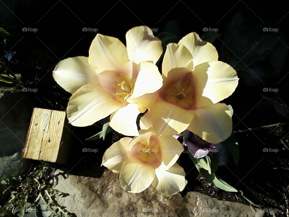 Beautiful backyard flowers, tulips 