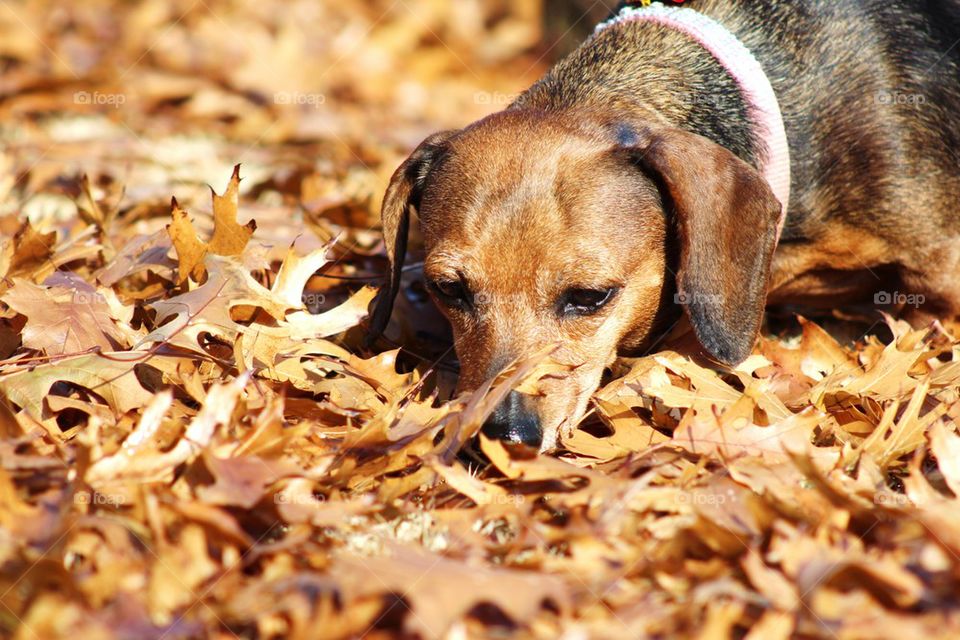 December Leaves