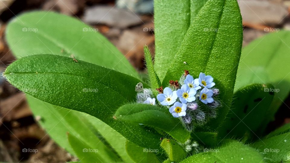 Macro Shots!