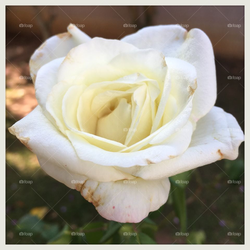 🌺Fim de #cooper!
Suado, cansado e feliz, alongando e curtindo a beleza das #flores - hoje, com as #rosas brancas de #perfume ímpar. 
🏁
#corrida #treino #flor #flowers #pétalas #jardim #jardinagem #garden #flora #run #running #esporte