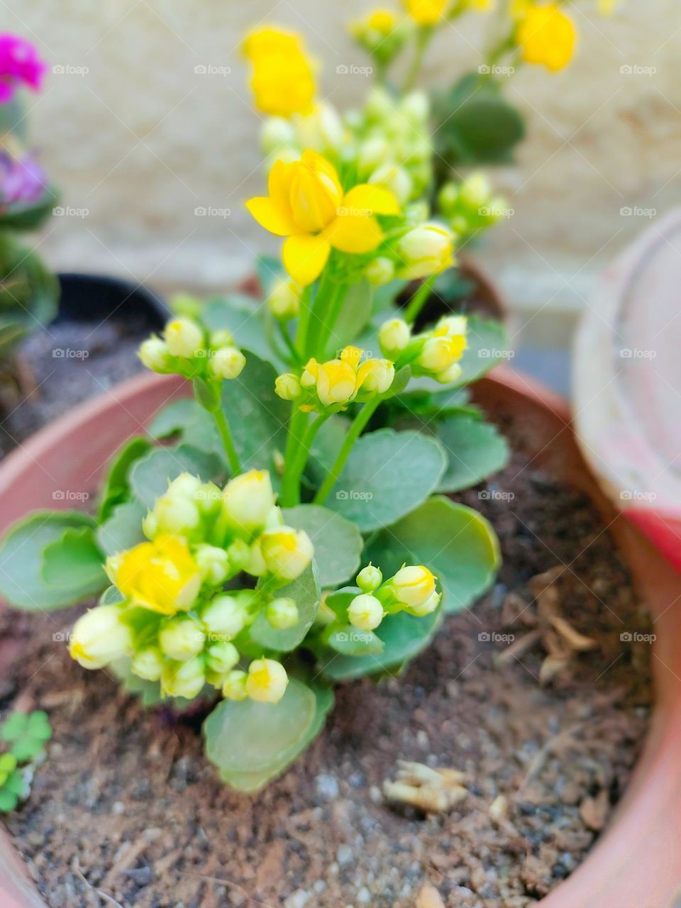 If you want to love, flower