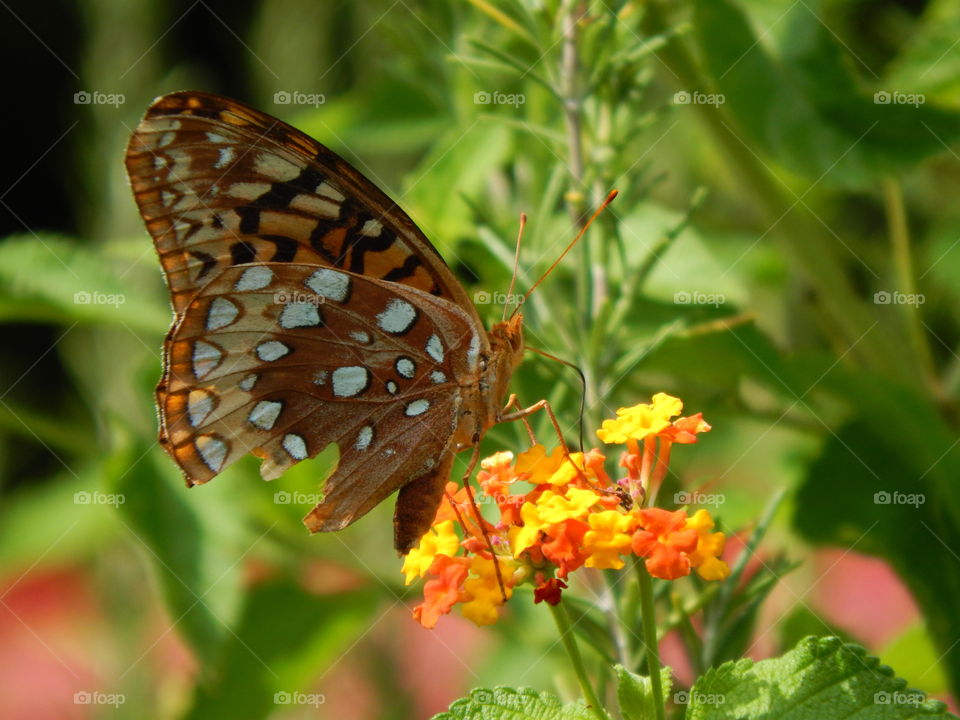 Beautiful butterfly setting on colorful flowers