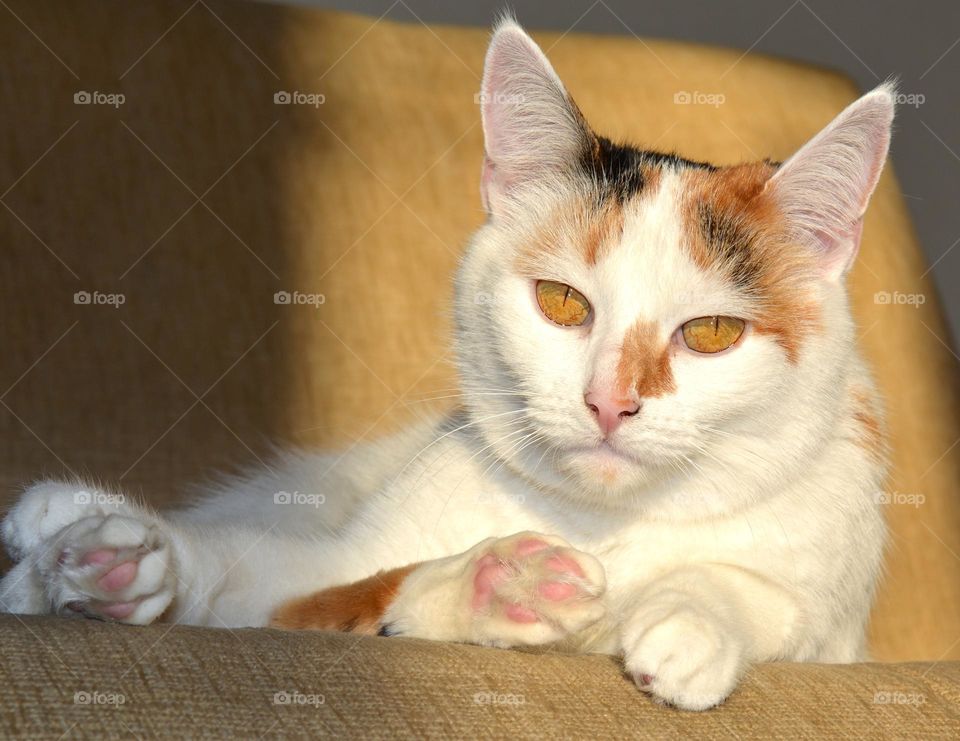 cat beautiful portrait in sunlight relaxing home