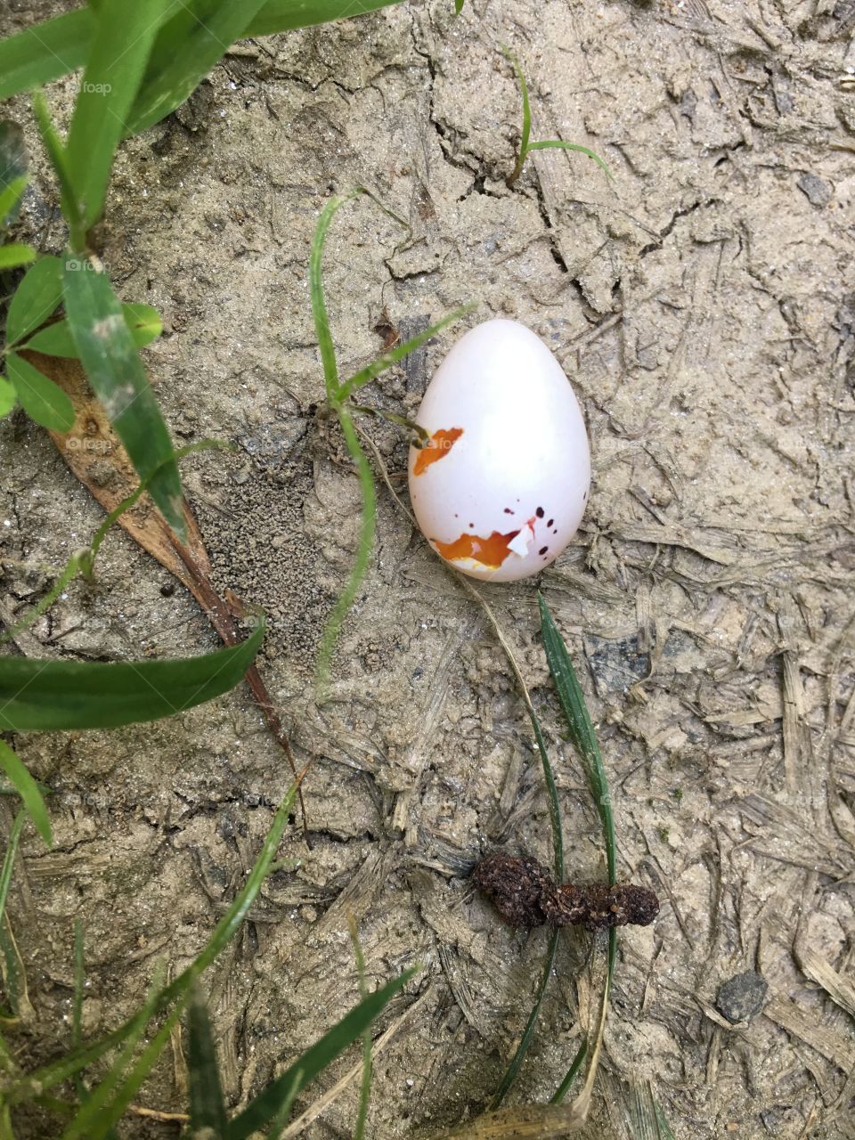 Broken tiny pink bird egg on the ground in the park.
