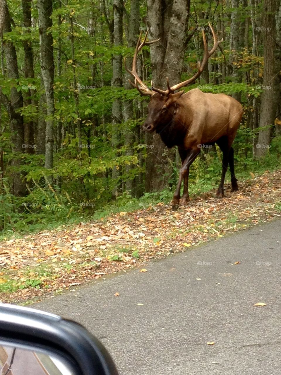 Elk walking along a mountain road