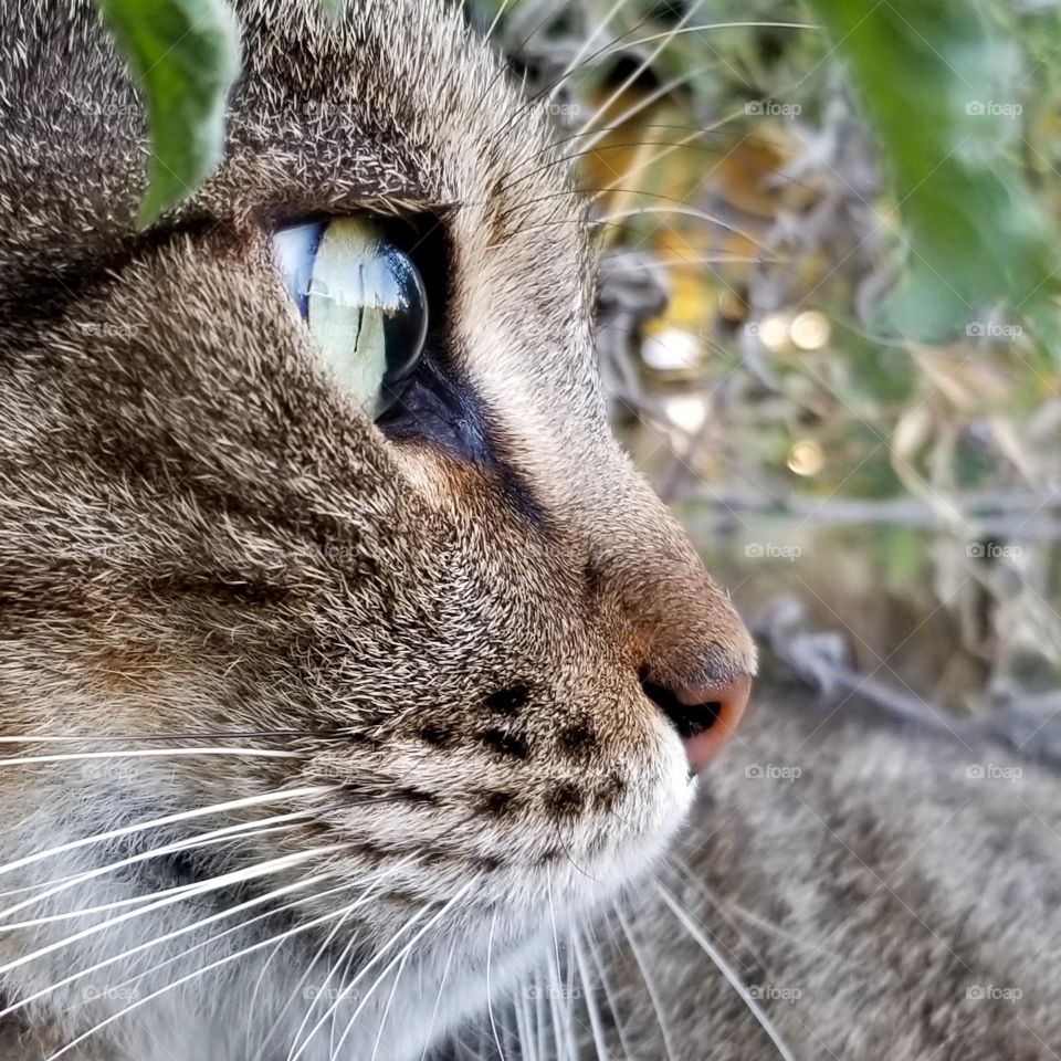 Close Up of a Tabby Cat