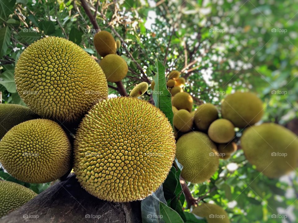 Many of jackfruit