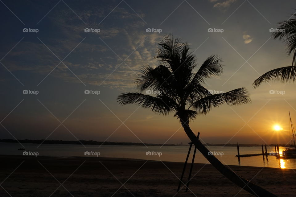 Silhouette of palm tree at beach