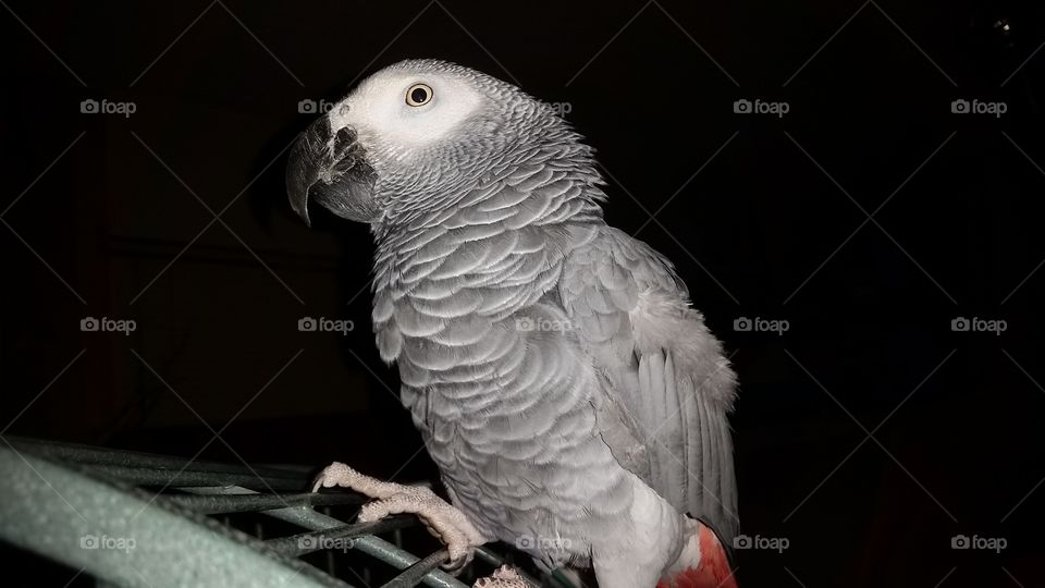 Congo African Grey Parrot. My Parrot Mr. Grey