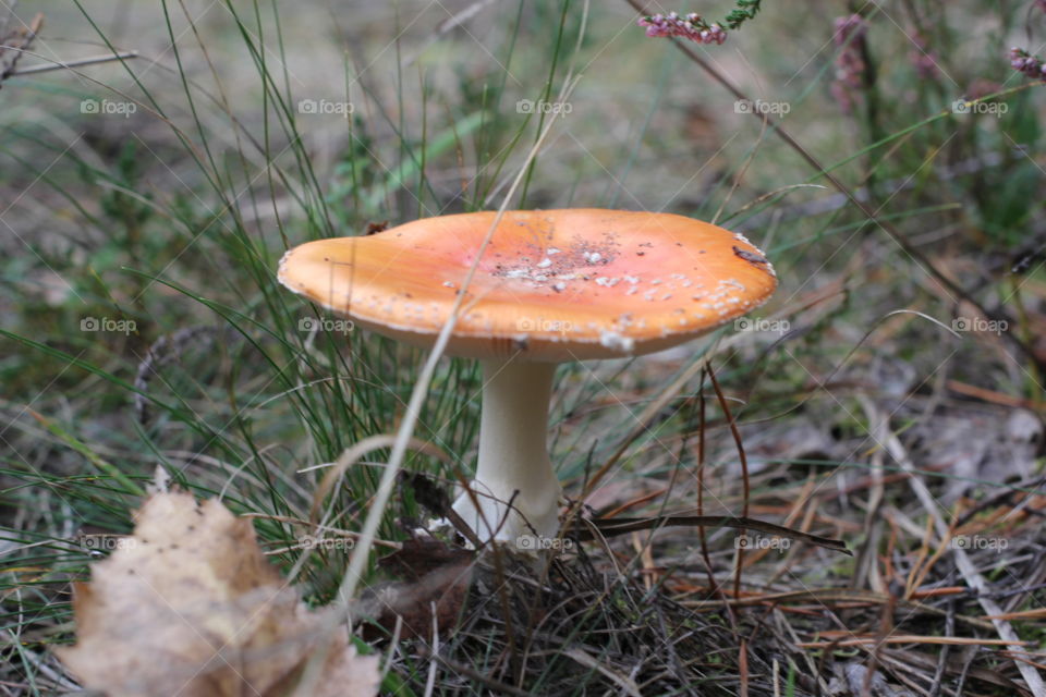 Forest, nature, mushrooms, trees, landscape