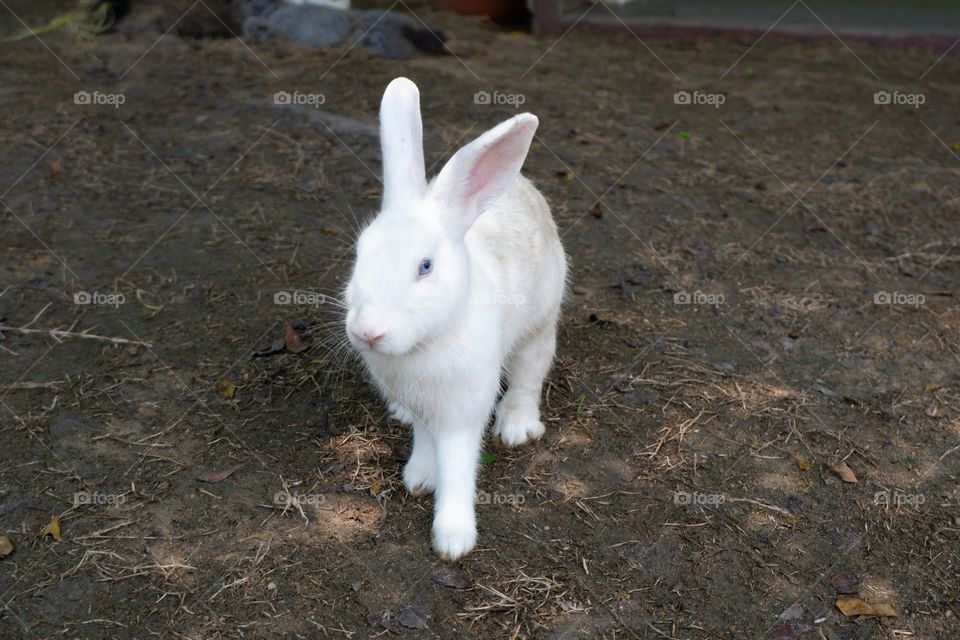 The activities of the rabbit and his friends include eating, walking.