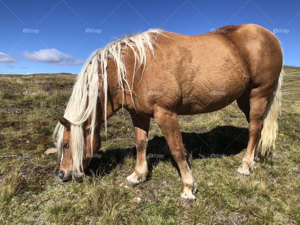 Horse grazing in a field