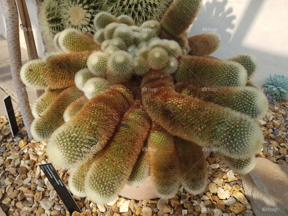 Winterbourne Gardens