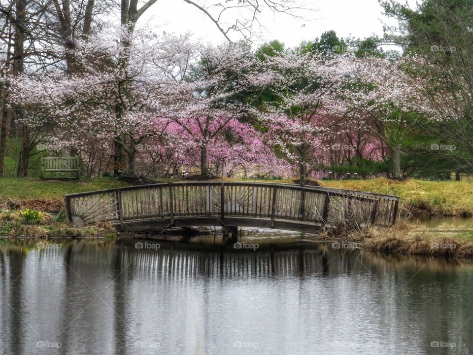 Pond with bridge and Cherry trees in the springtime.