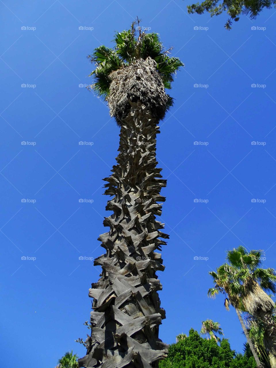 Palm tree