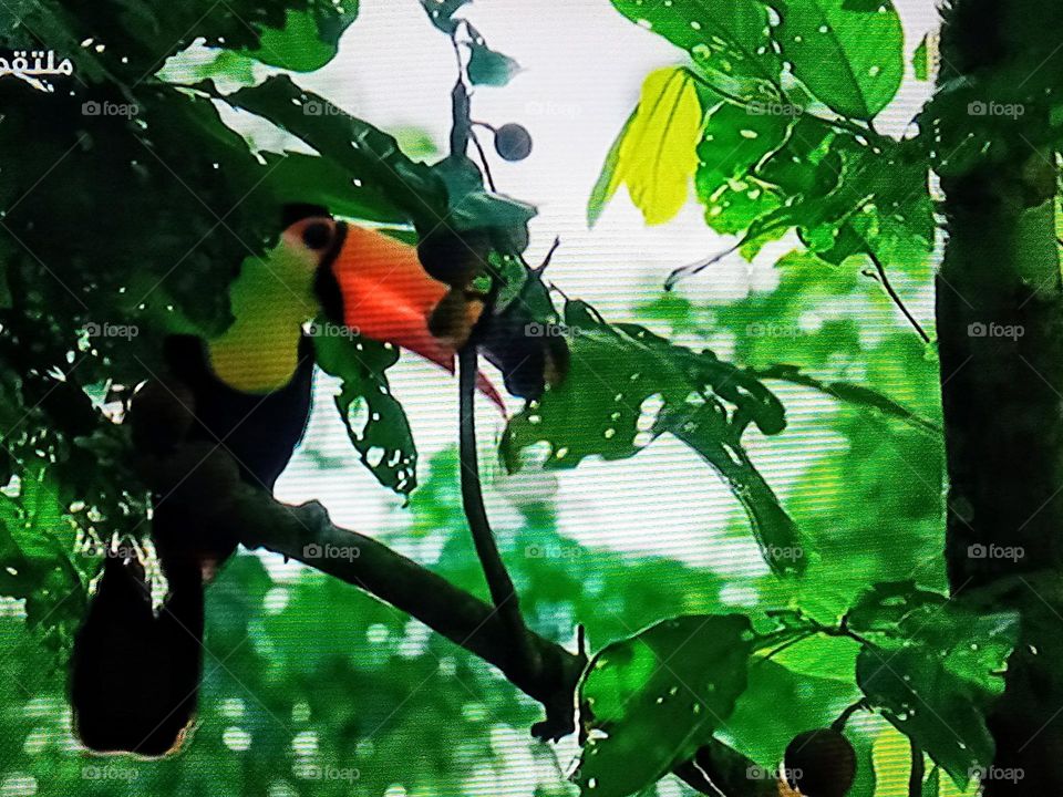 bird between branch of tree