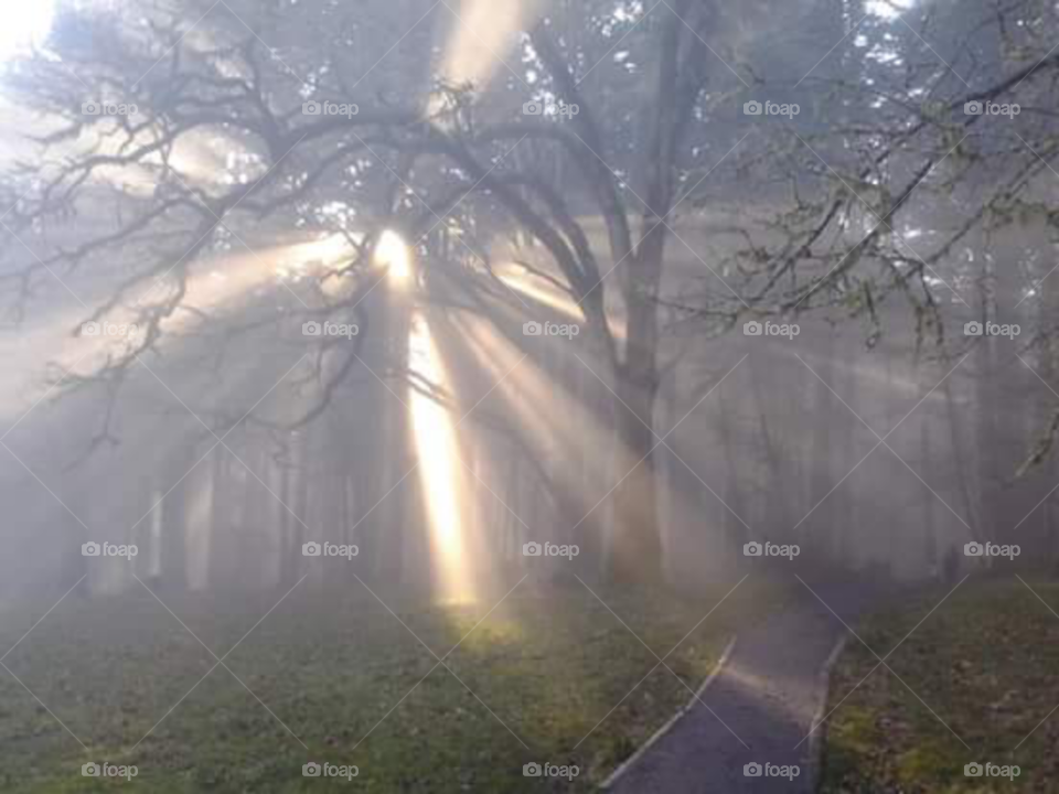 Sun through the trees