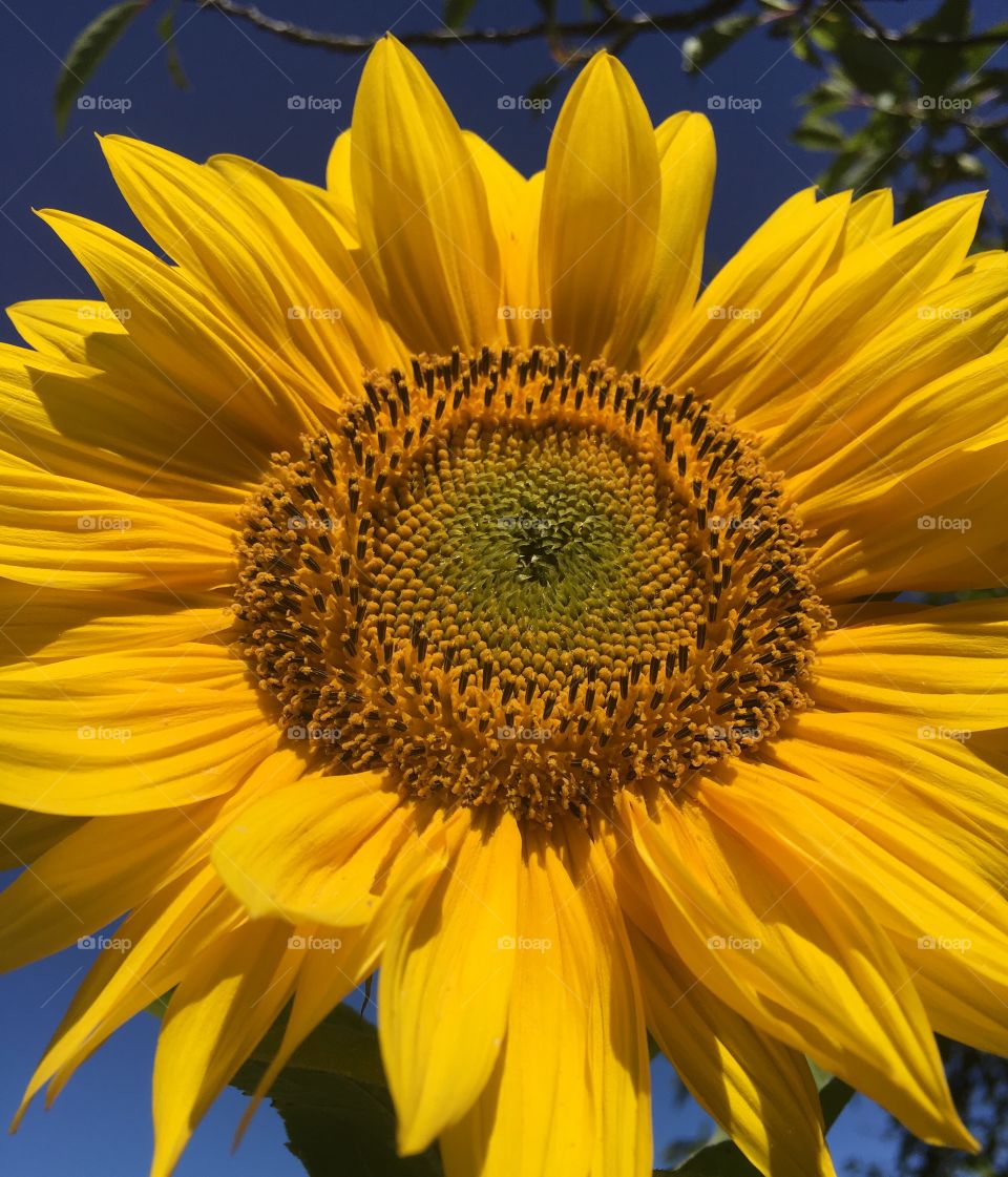 Sunflower