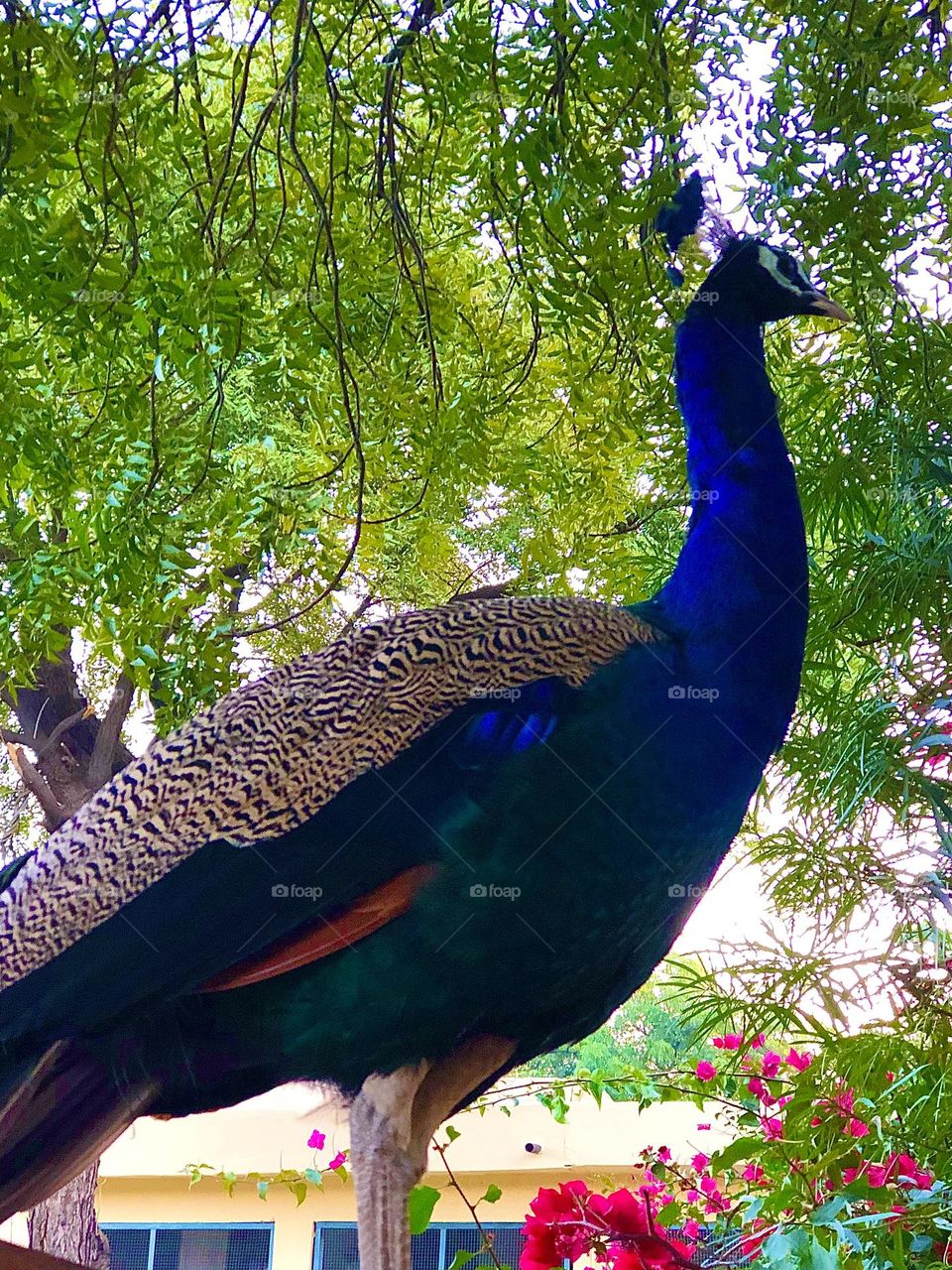 Sell your first photo on Foap