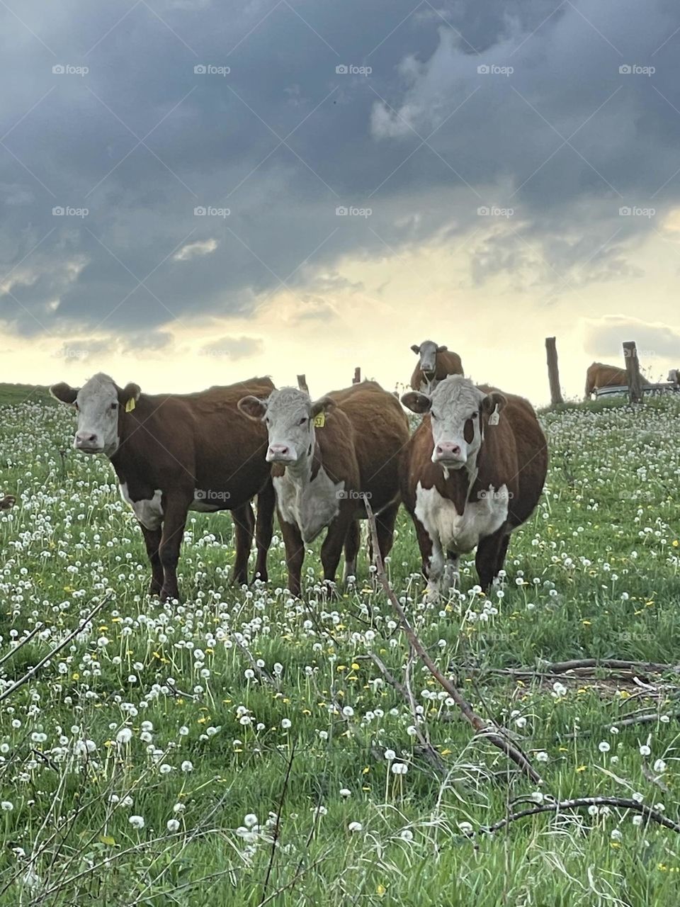 Happy cows