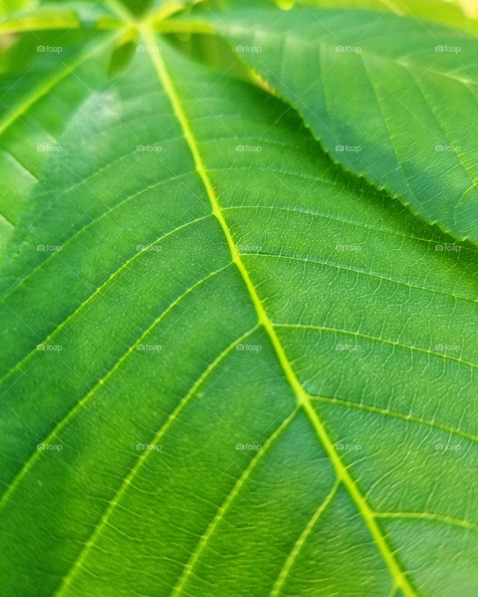 Leaf Veins Closeup