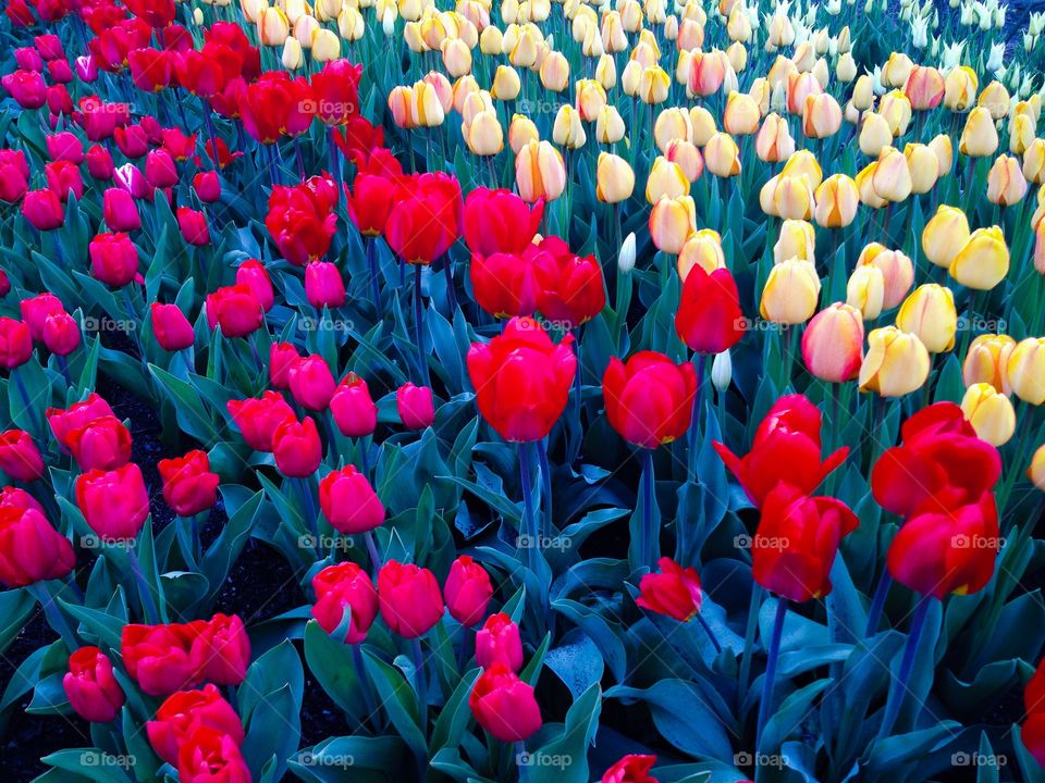 Tulips