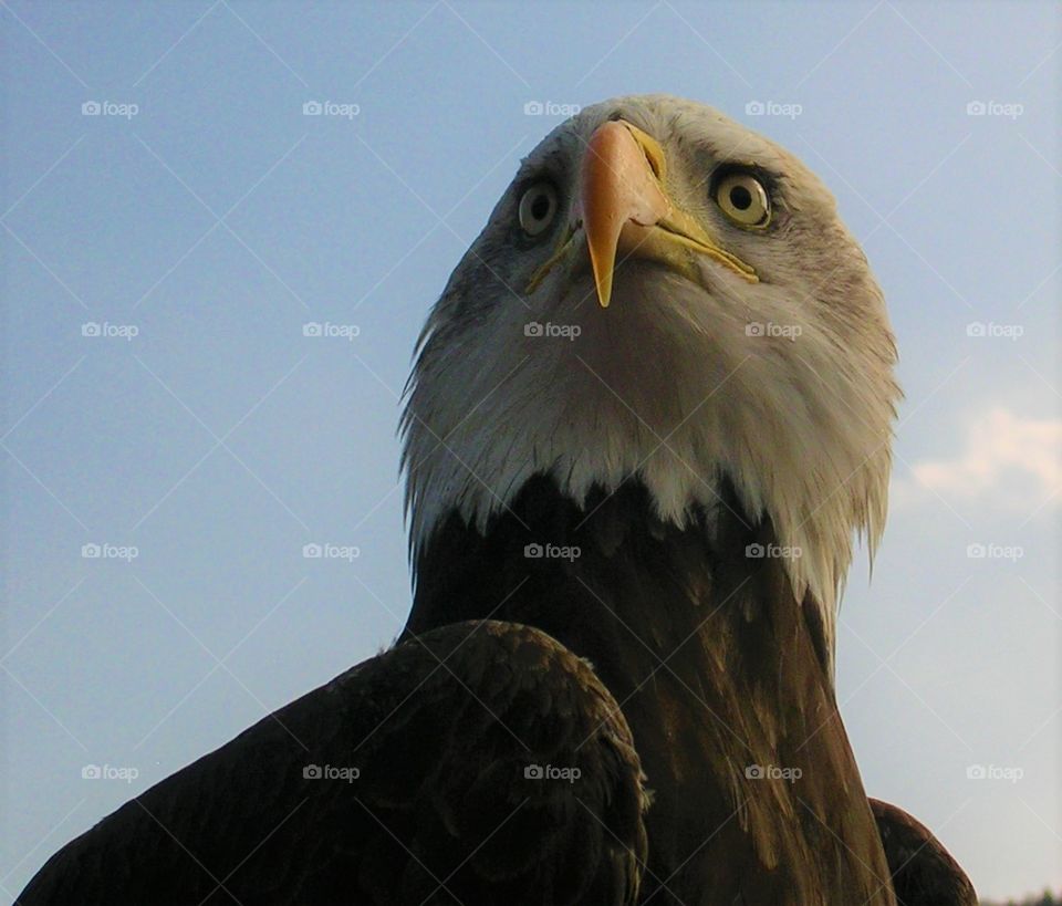 Bald head eagle