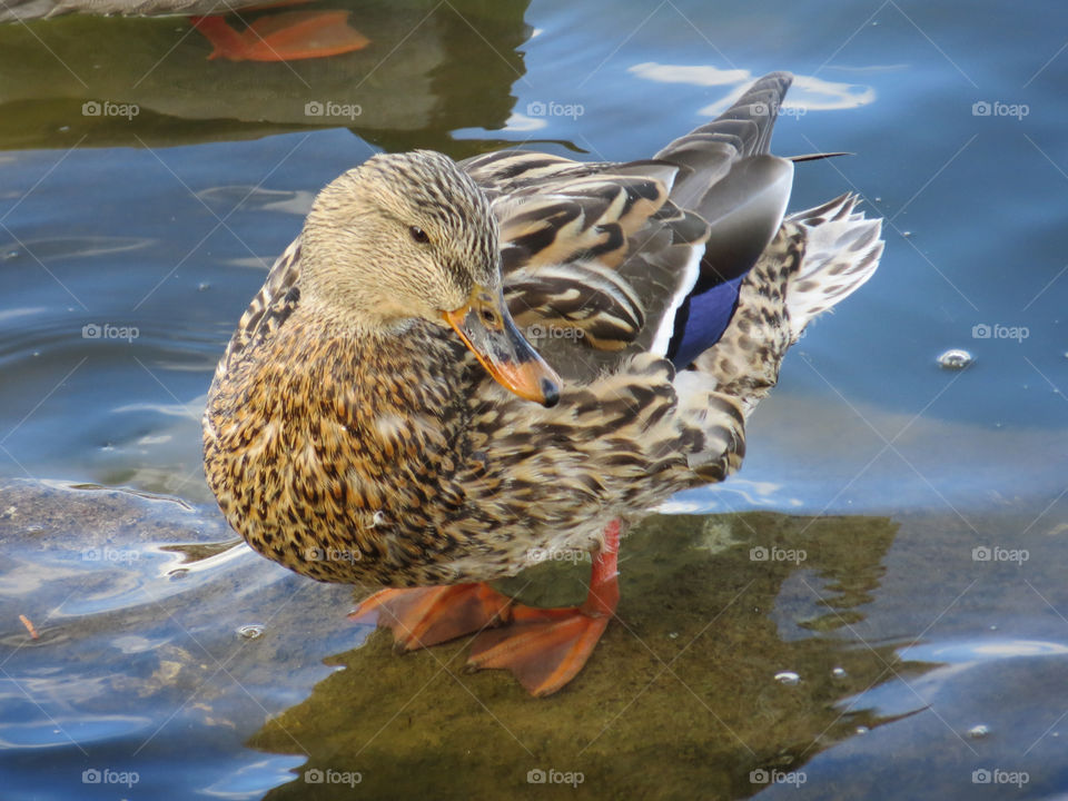 Bird, Wildlife, Water, Lake, Pool