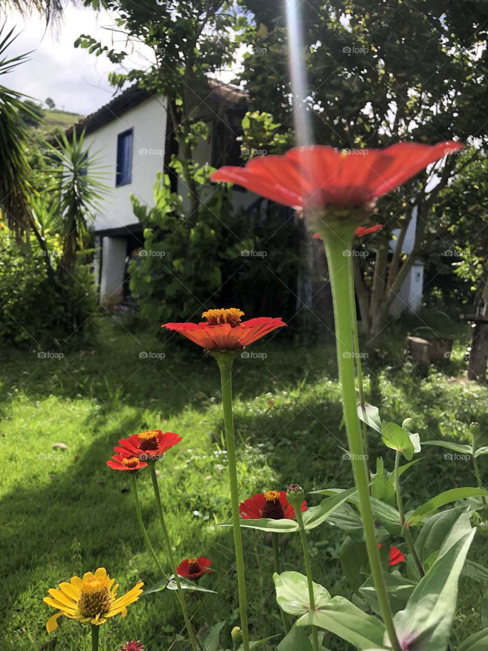 Flor Moça velha 