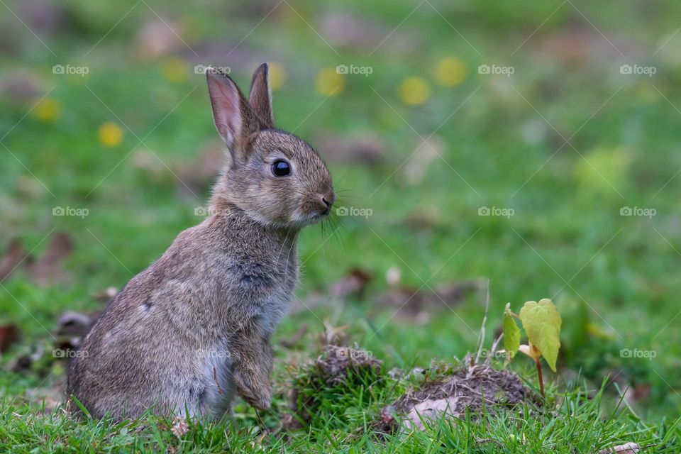 Cute rabbit portrait in a park
