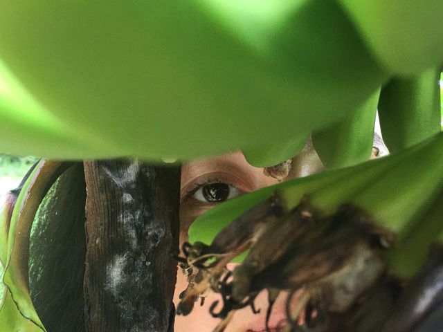 Eye