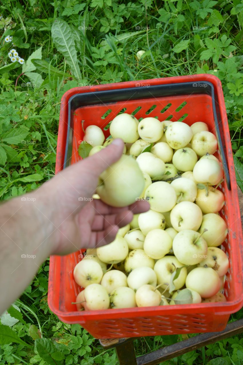 Fresh green apple on basket