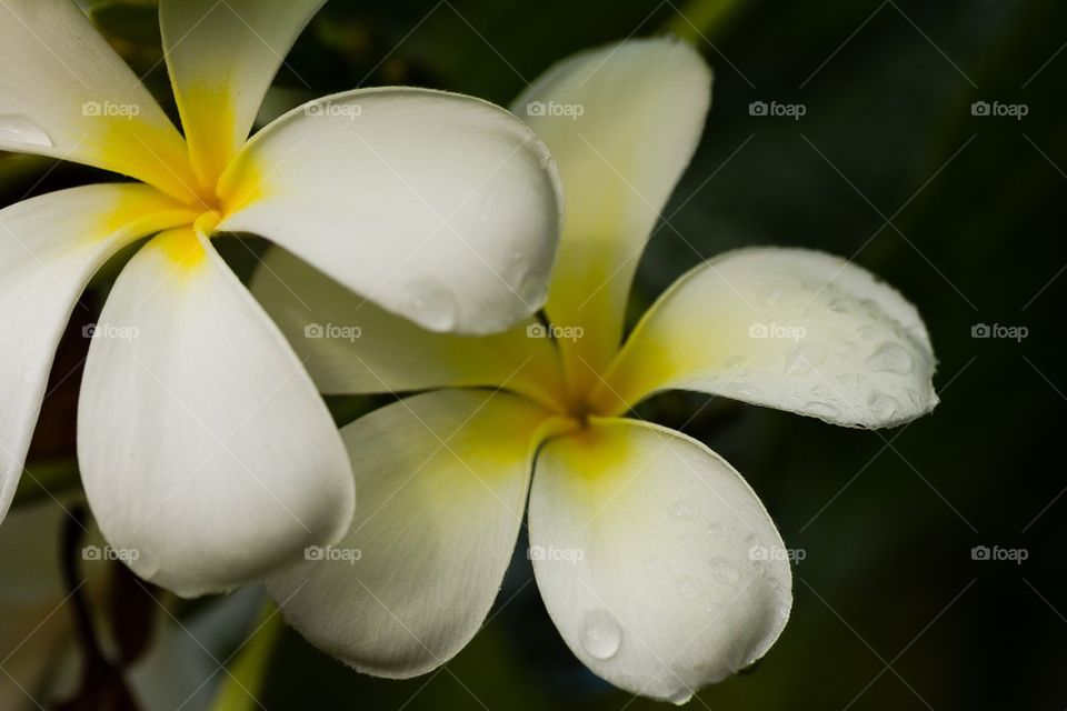 Macro Frangipani Flowers