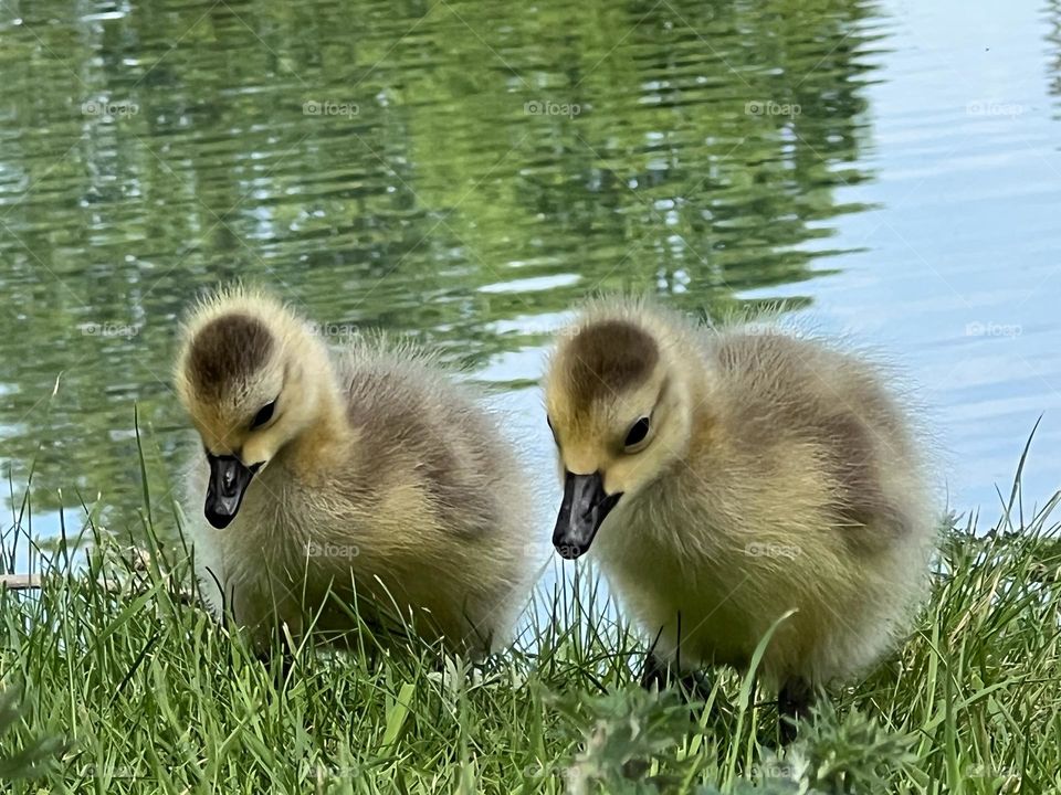 Little goslings searching for food