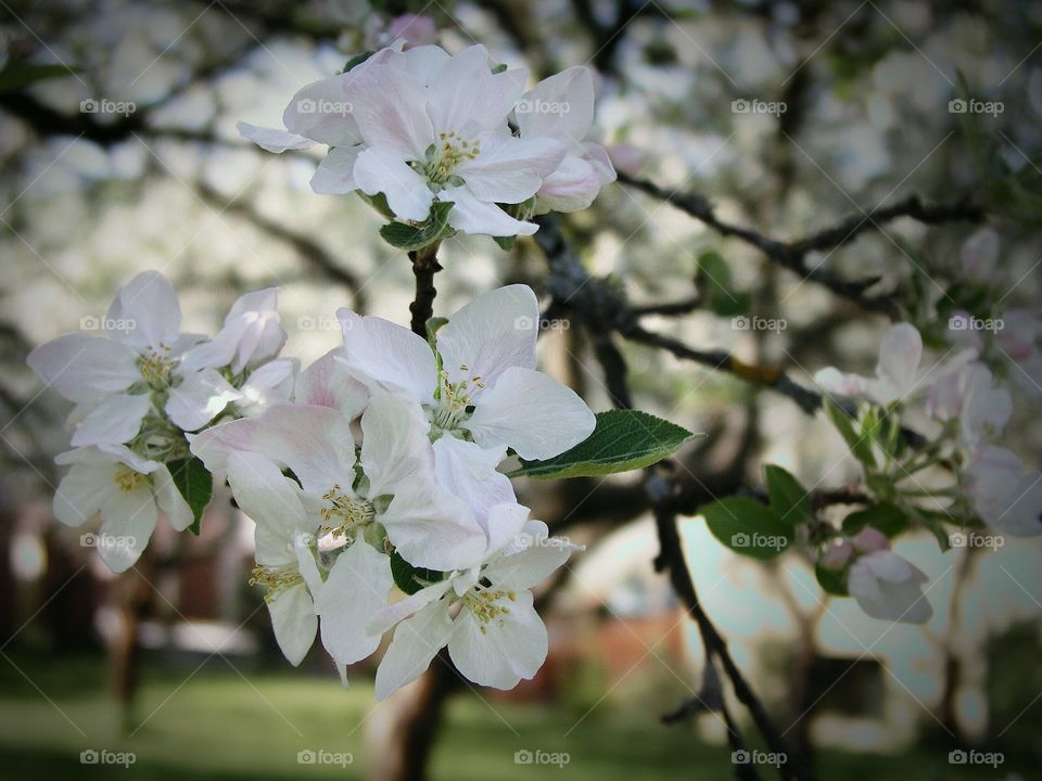 Close-up of apple blossoms in spring