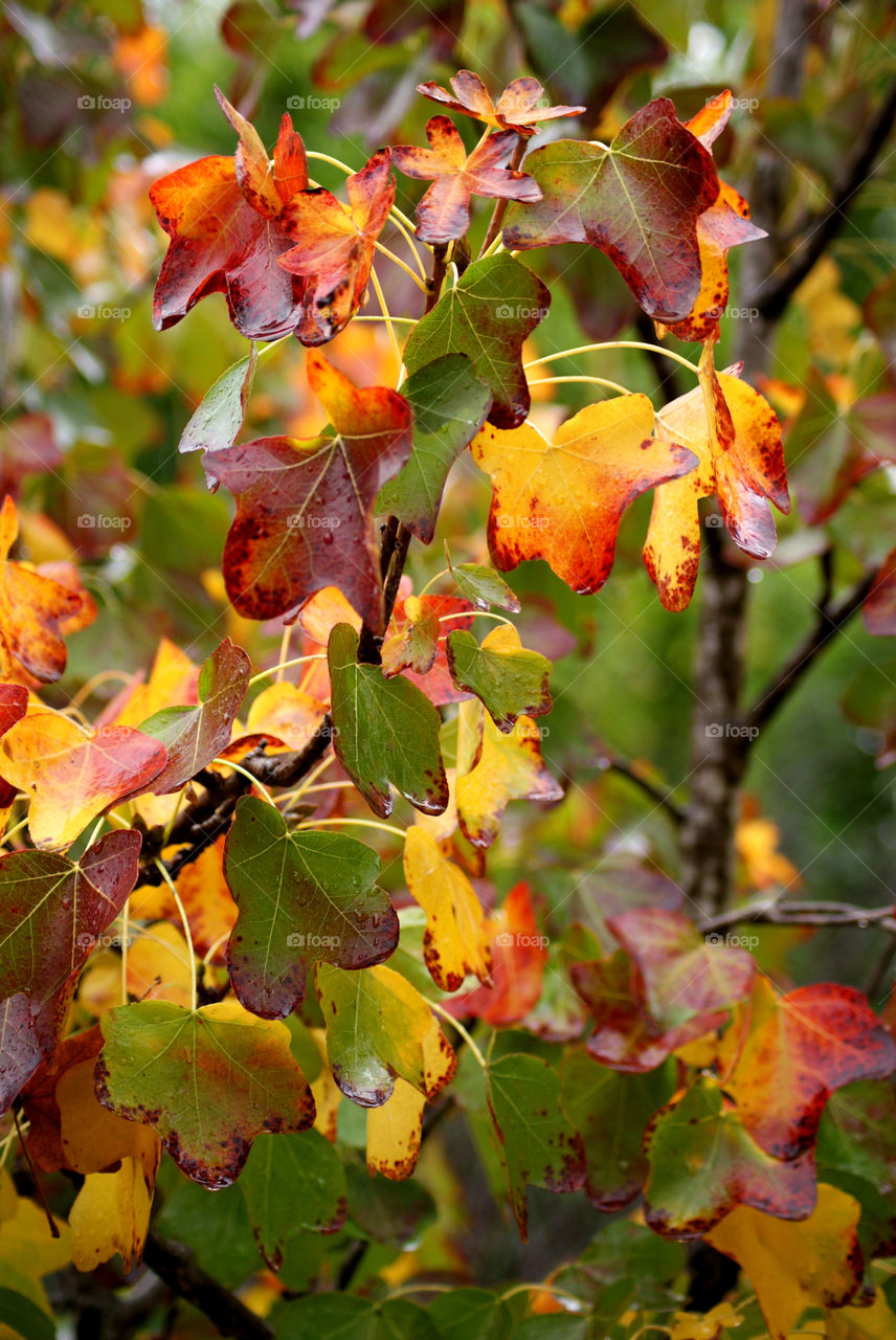 Close-up of autumn leaves