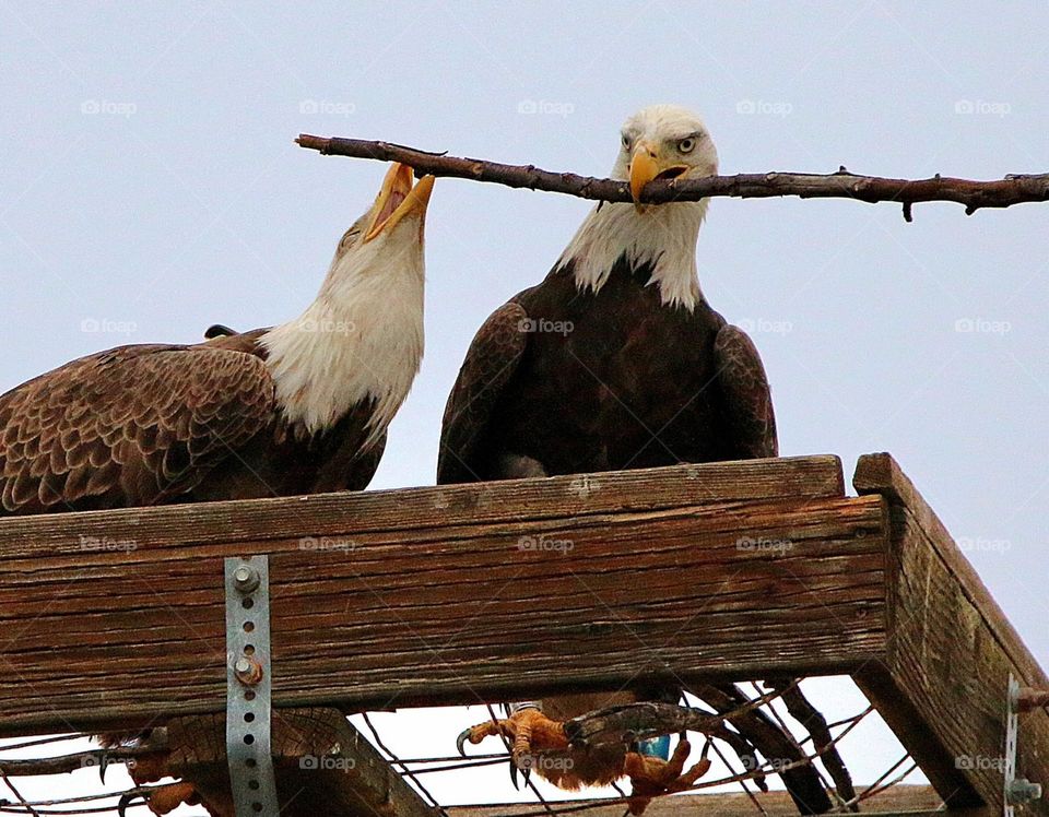 Bald Eagles with a Stick