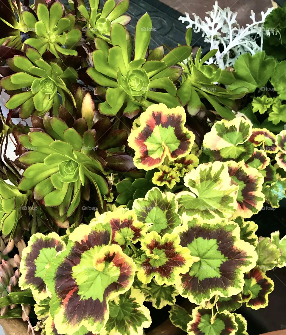 Colorful geranium leaves and aeoniums
