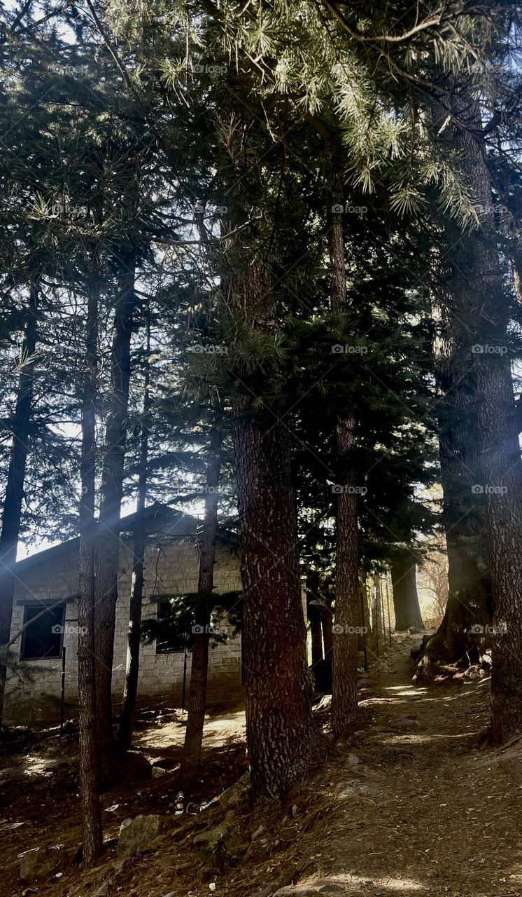 Old building surrounded by trees in Himalaya 