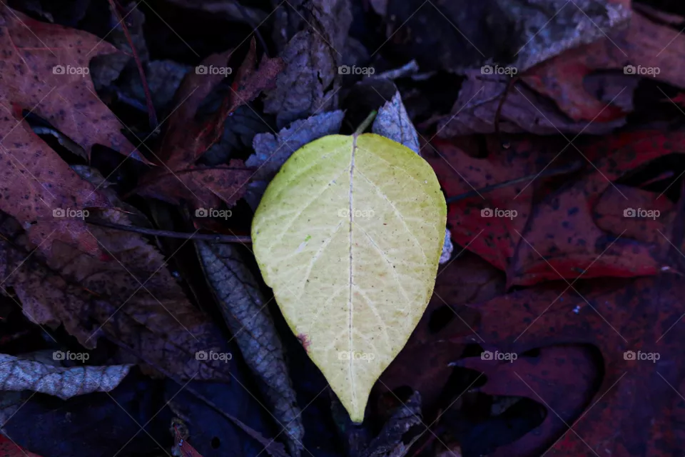 yellow leaf on the ground