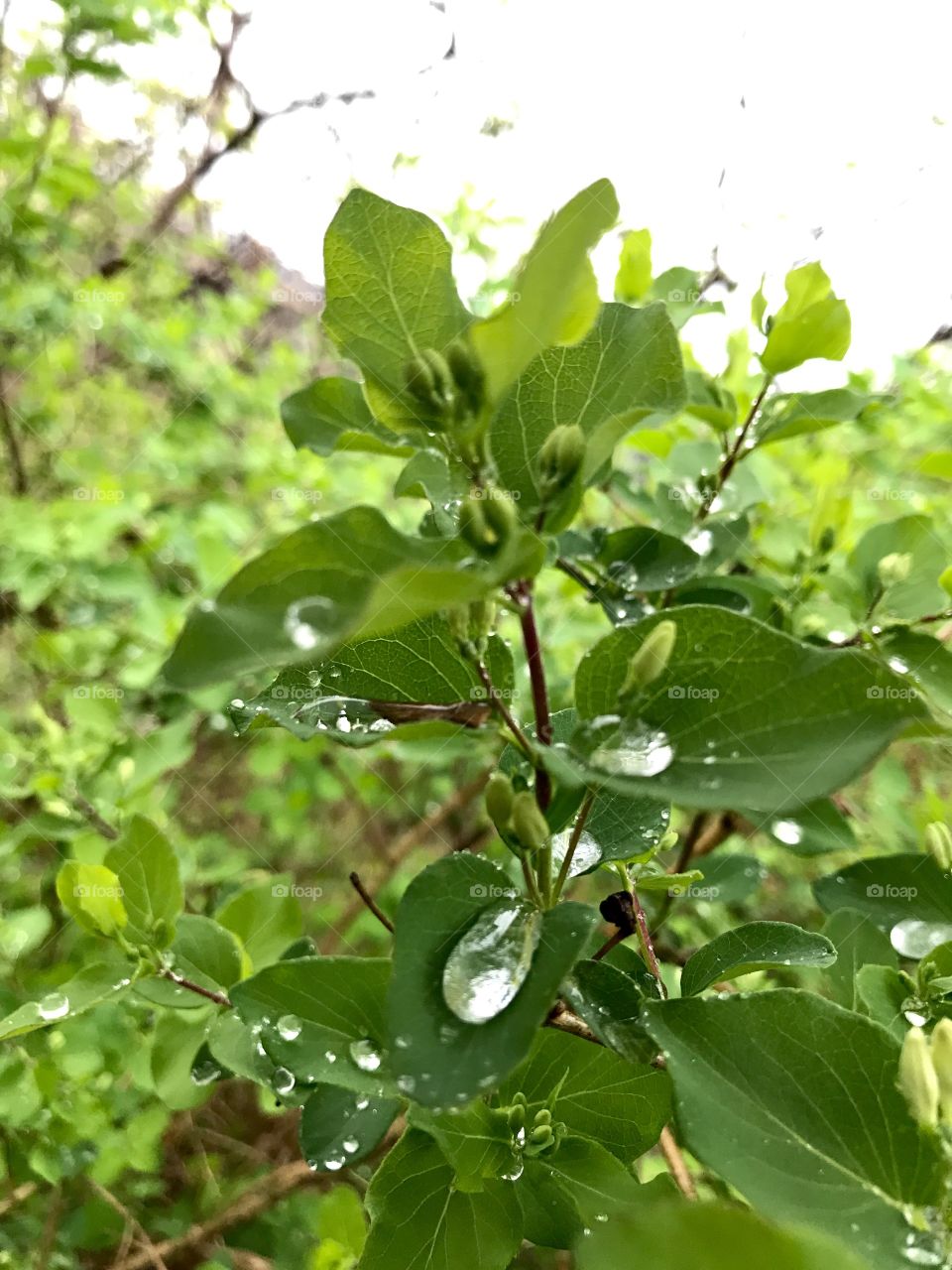 Glittering Dew Drops on Healthy Plant