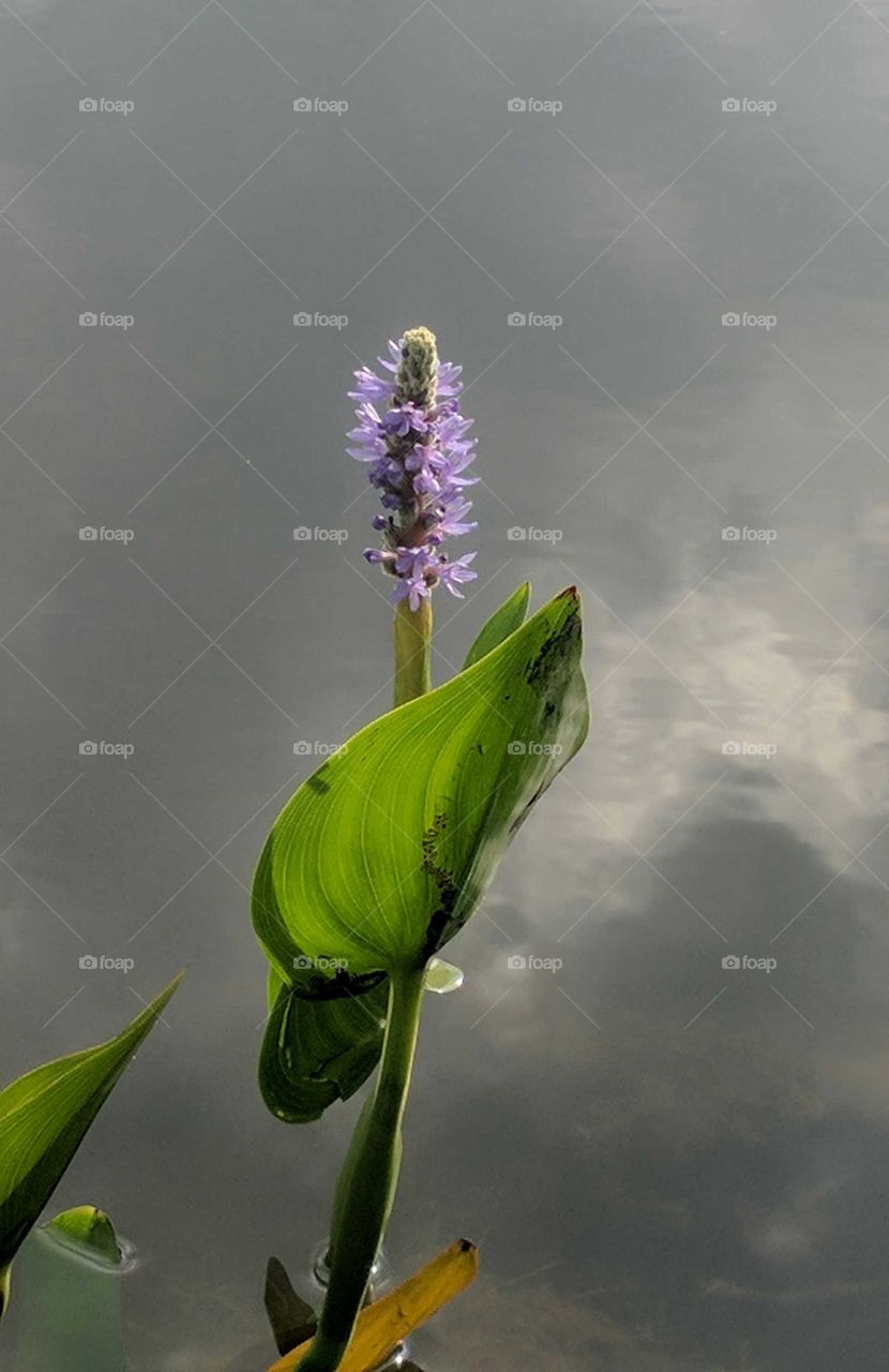 Flower in water