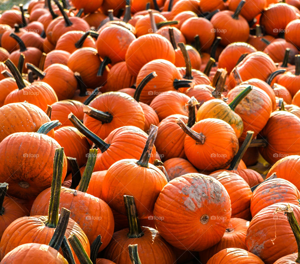 pumpkin patch