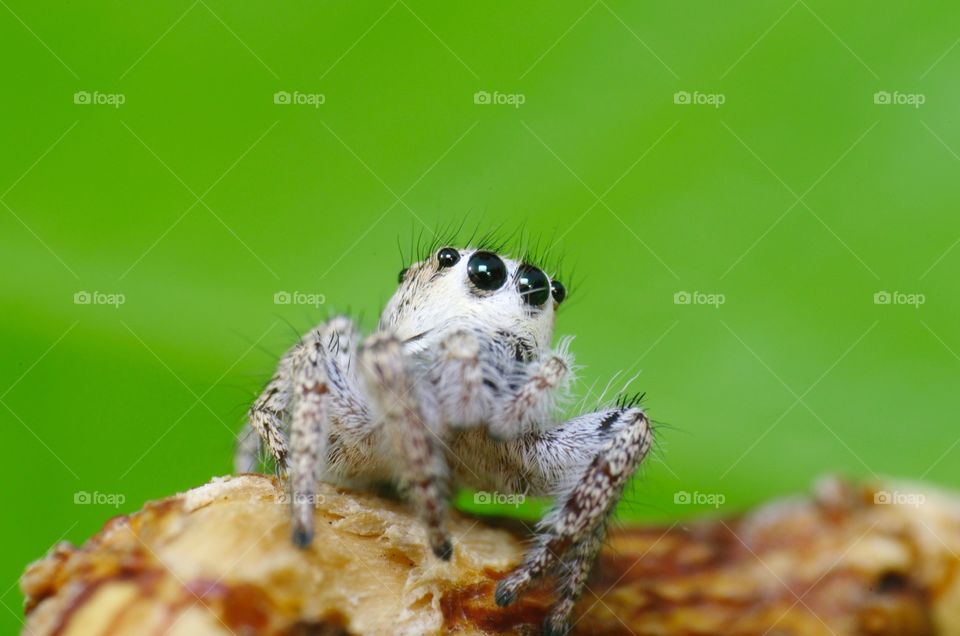 Jumping spider