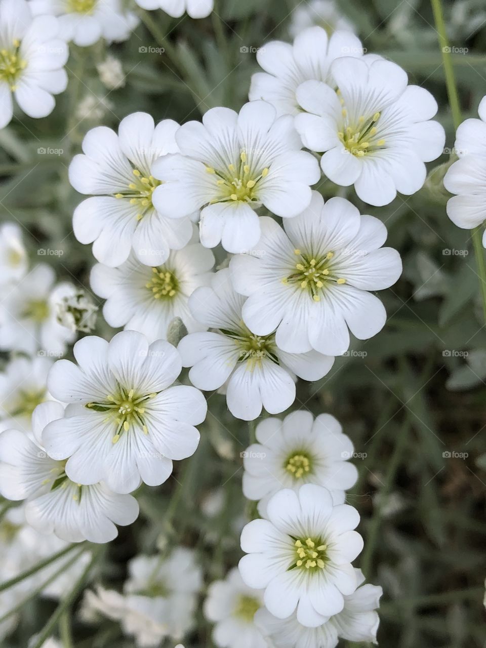 Little white flowers 